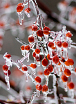 Chilled Crab Apples 0550